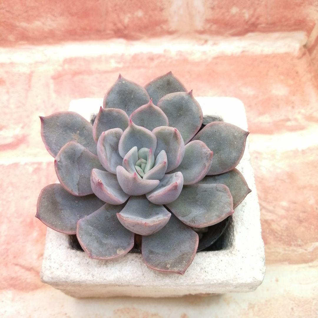 まめこ様ご依頼分 柚子葉他 多肉 エケベリア