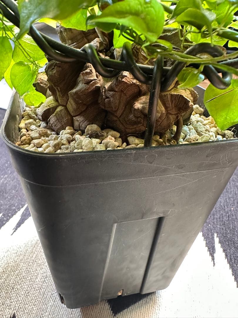 年末SALE 長谷川亀甲竜