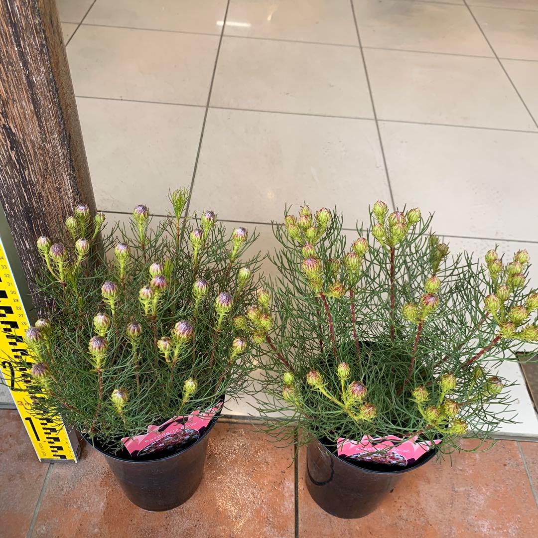 セルリア ラズベリーバースト 2個セット