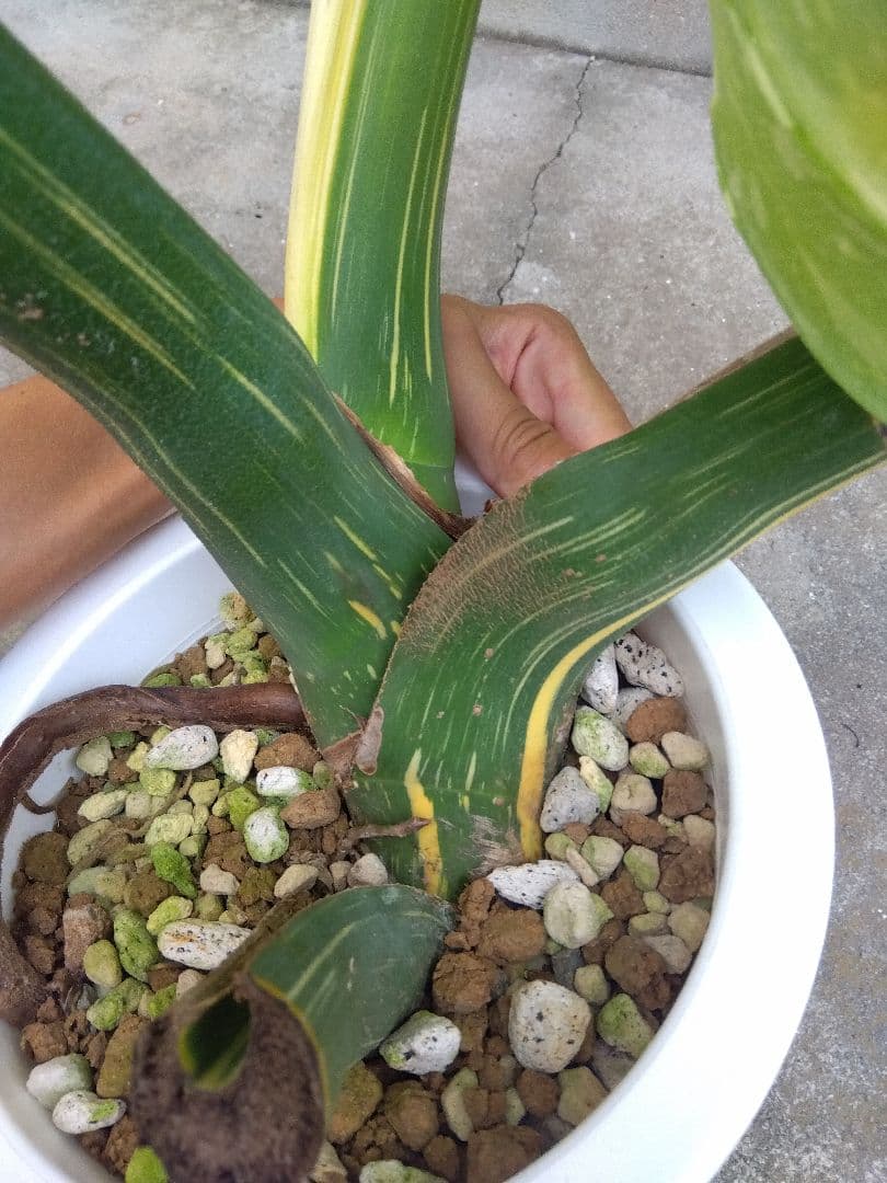 モンステラ　イエローモンスター　斑入り　７号鉢つき　巨大葉❗