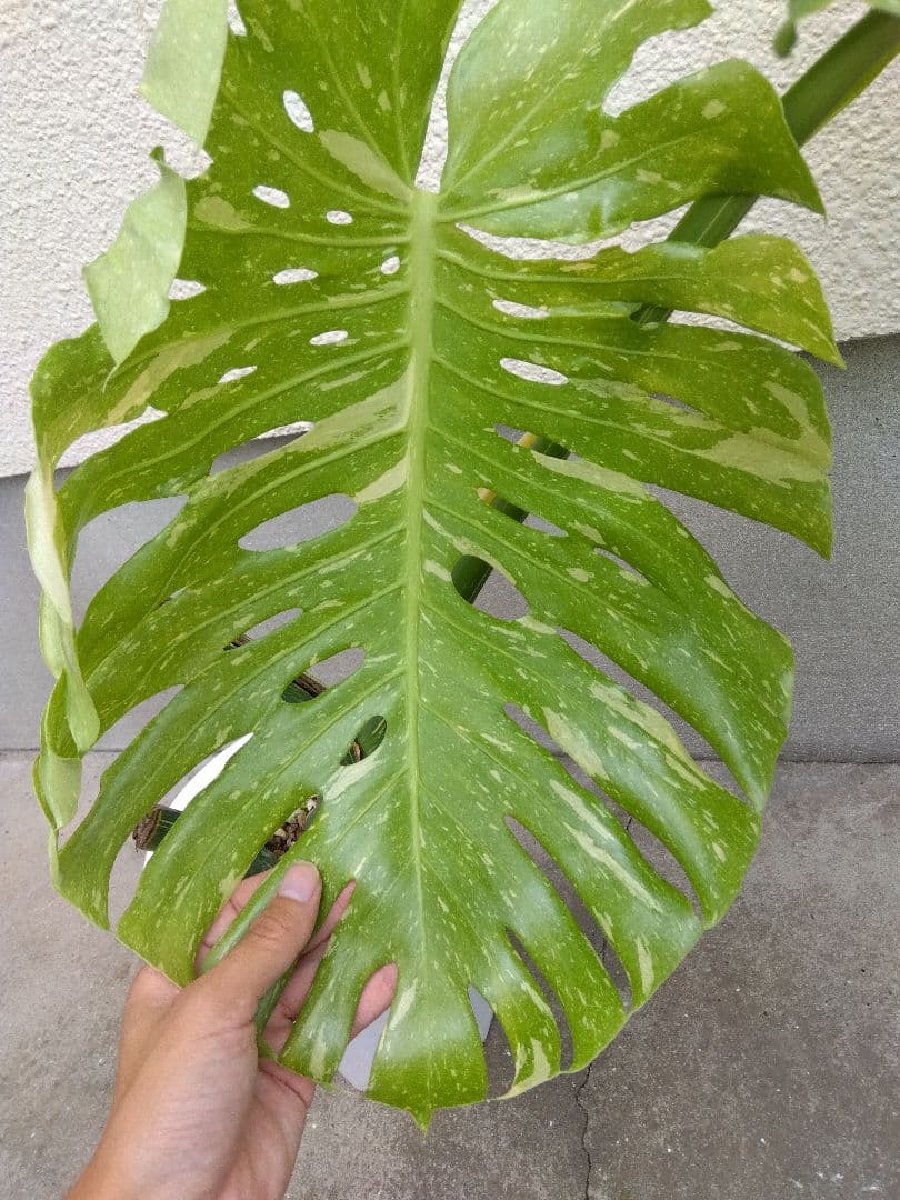 モンステラ　イエローモンスター　斑入り　７号鉢つき　巨大葉❗