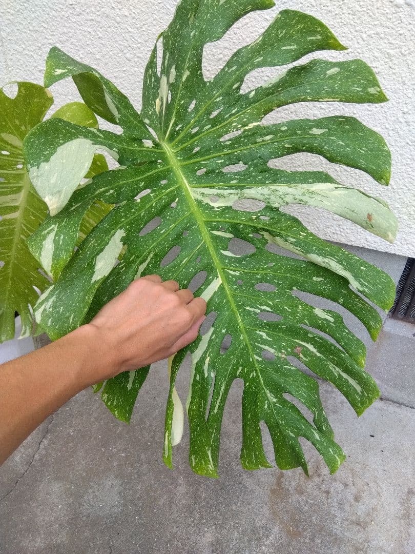 モンステラ　イエローモンスター　斑入り　７号鉢つき　巨大葉❗