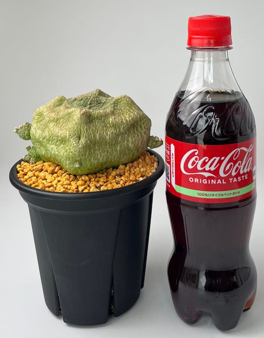 【激レア/超大株】プセウドリトス・クビフォルメ鉢植え