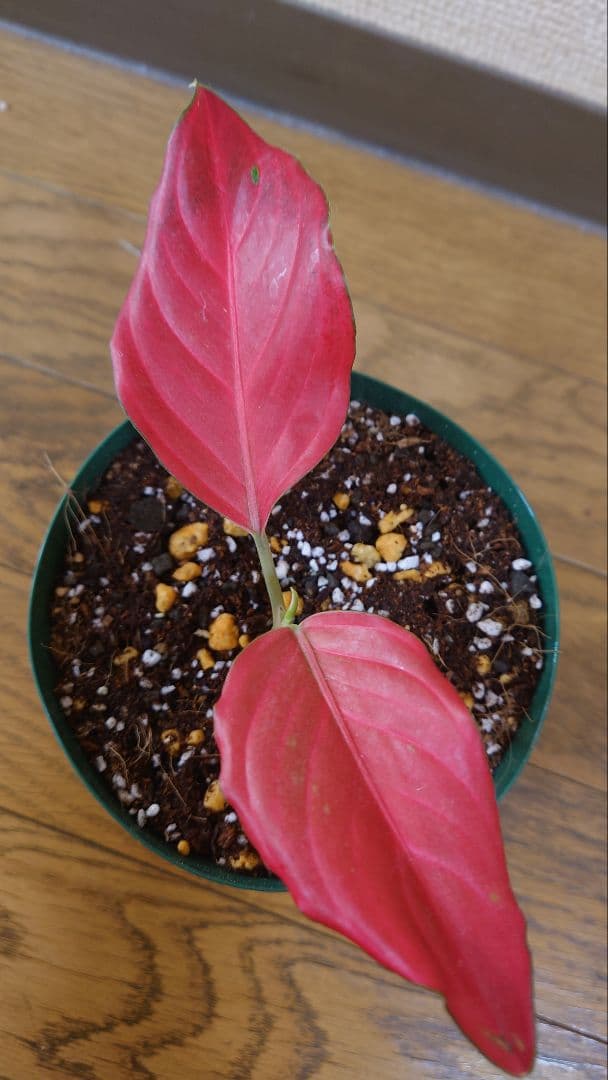 その他観葉植物 Aglaonema khan mak racha super red var