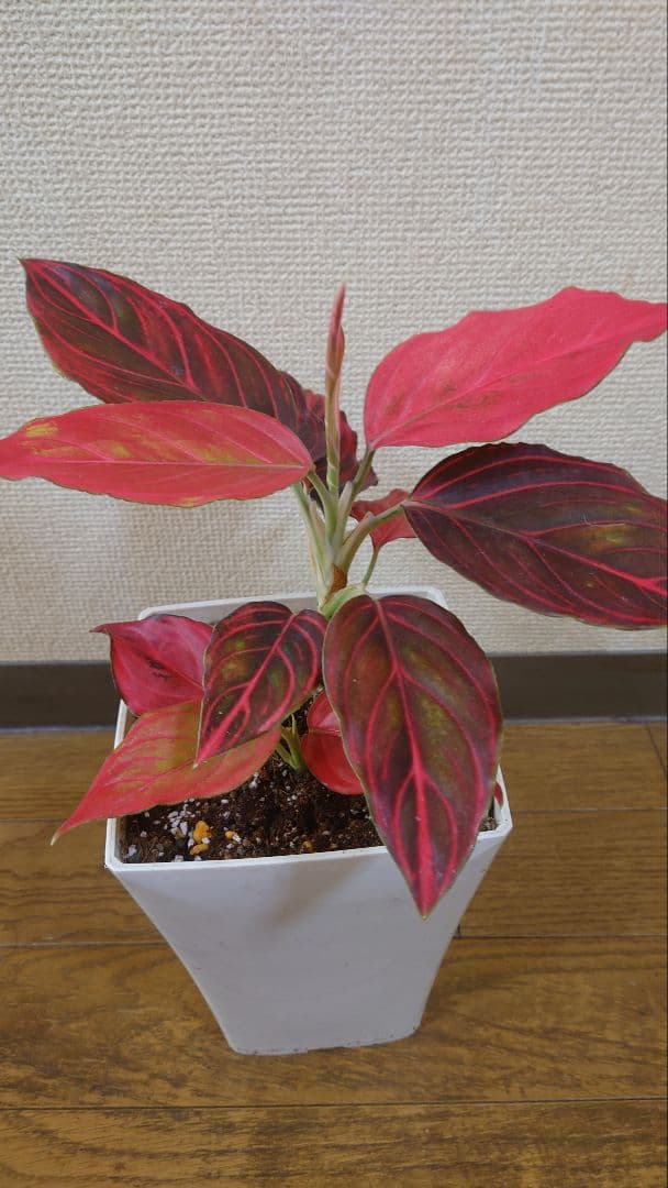 その他観葉植物 Aglaonema khan mak racha super red var