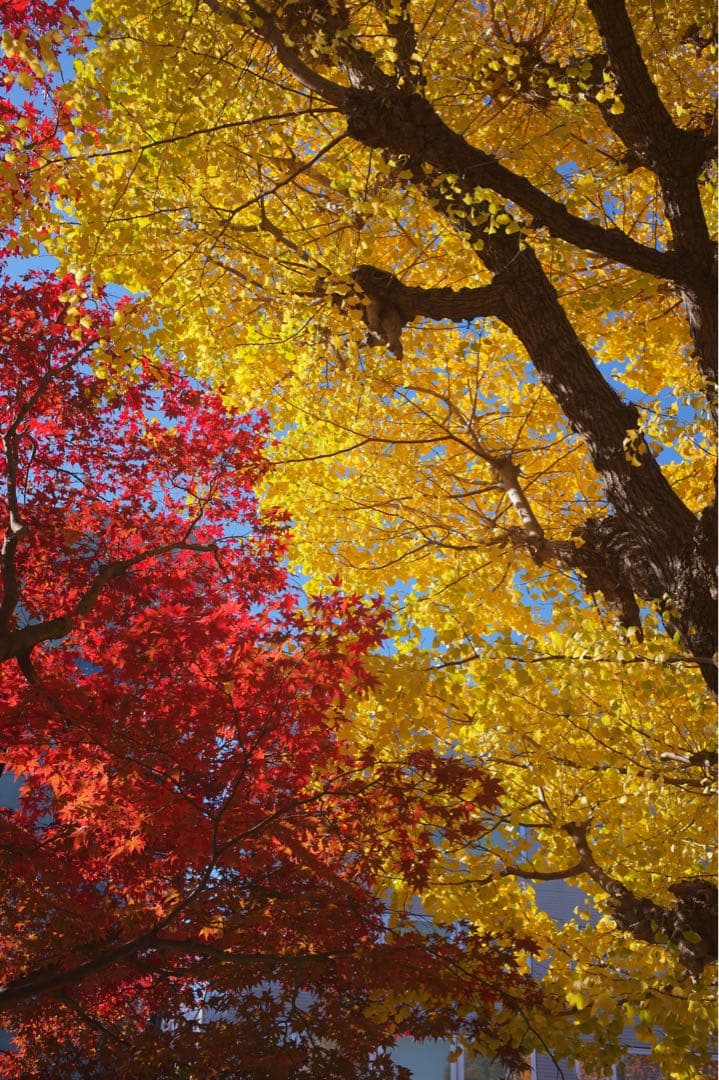 レンズ(単焦点) LEICA SUMMILUX-M 35mm f/1.4 ASPH