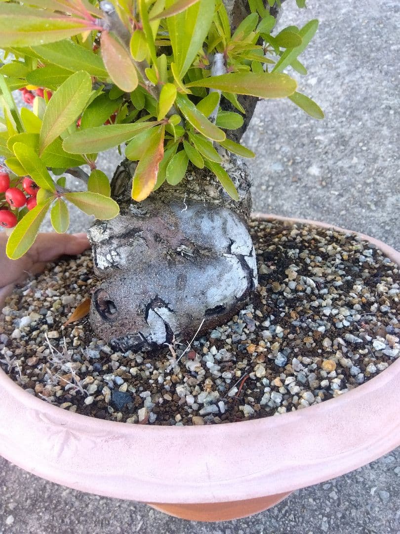 ピラカンサ　盆栽　10号鉢つき　特大❗　③