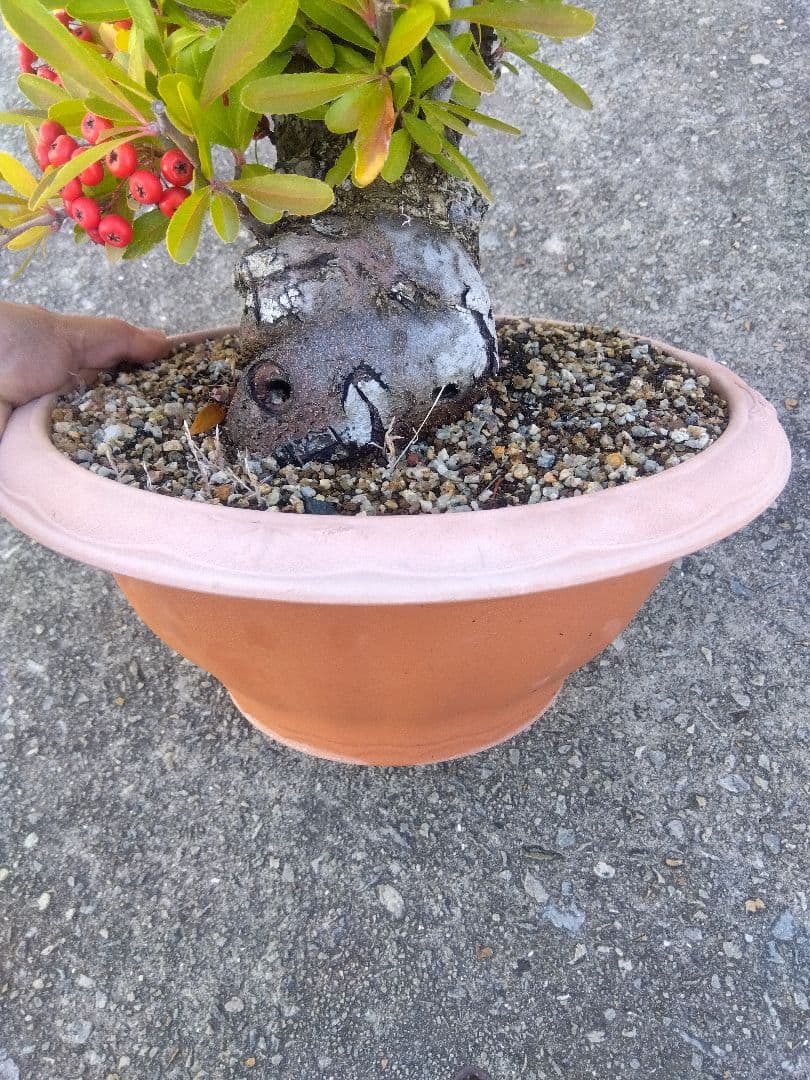 ピラカンサ　盆栽　10号鉢つき　特大❗　③