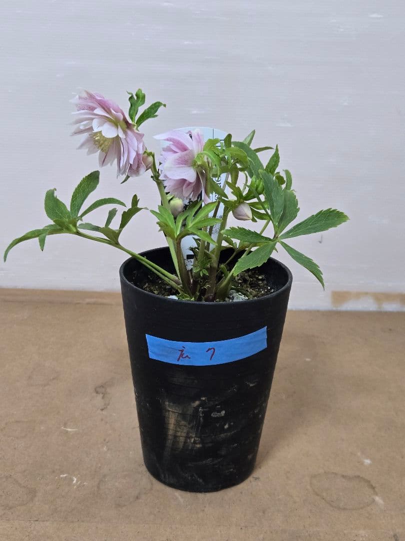 ☆広瀬園芸☆クリスマスローズ☆ダブル☆4.5号鉢☆