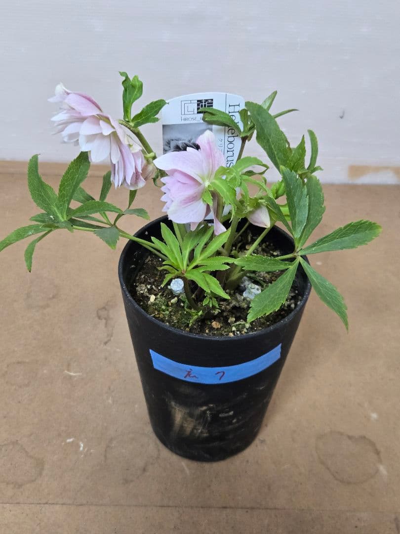 ☆広瀬園芸☆クリスマスローズ☆ダブル☆4.5号鉢☆