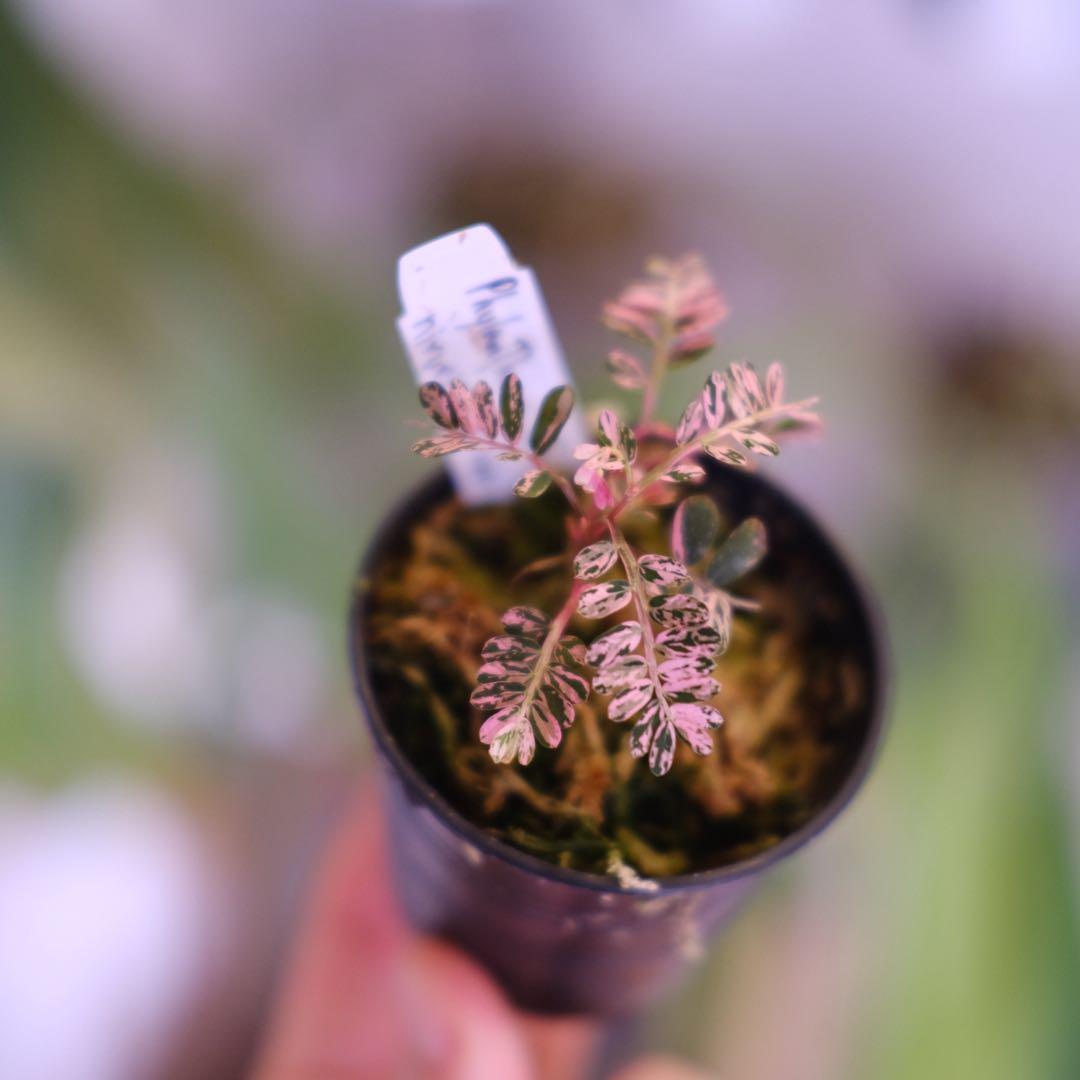 Phyllanthus urinaria Pink｜フィランサス・ウリナリア③