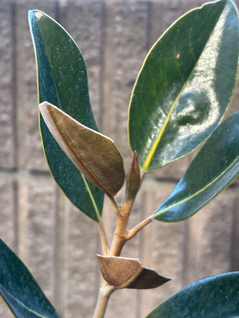 ☆*☆様 タイサンボク　リトルジェム　3.5号ポット苗