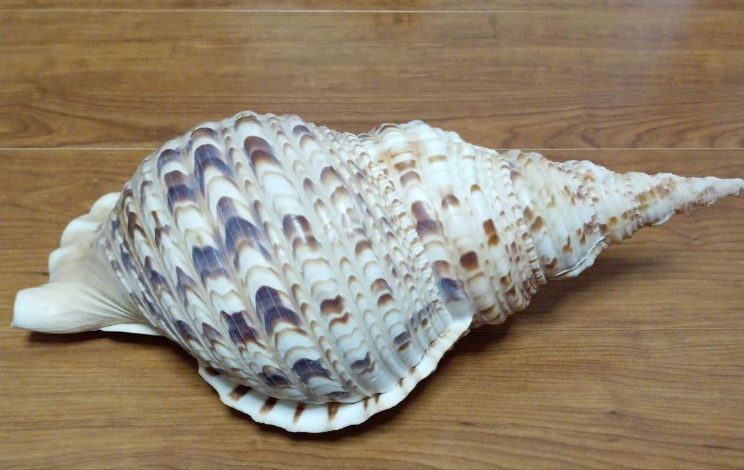 貝殻標本　法螺貝