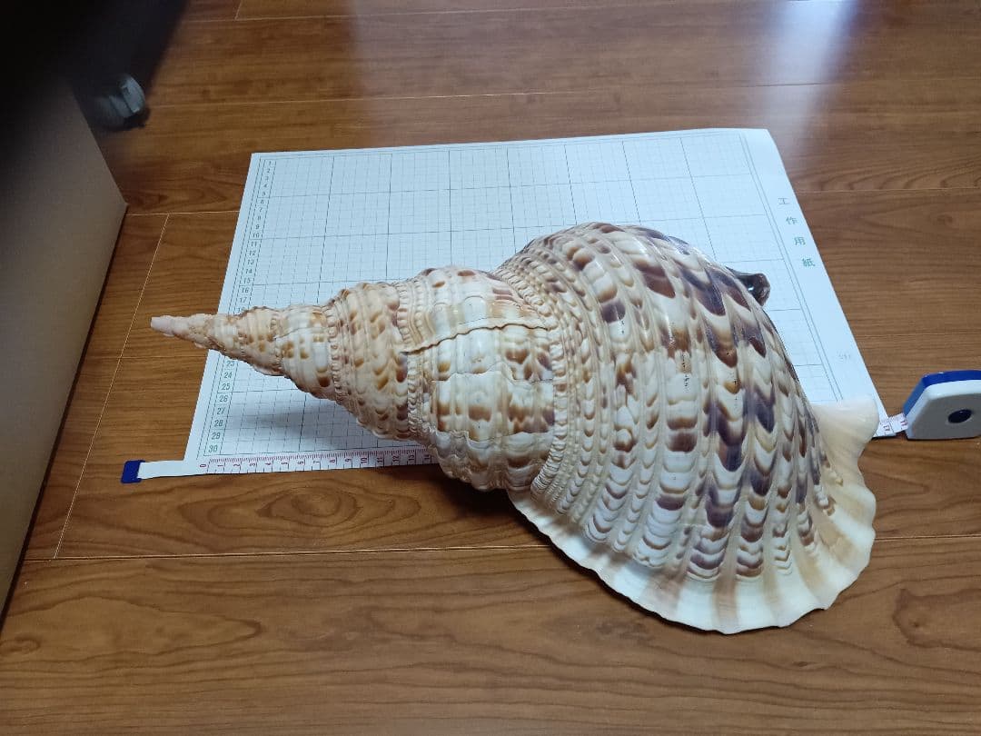 貝殻標本　法螺貝