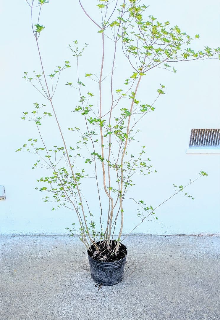 山採り鉢植え。天然ドウダンツツジ。