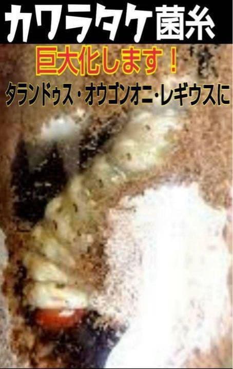 極上！カワラタケ菌糸瓶【6本】特殊アミノ酸強化配合！タランドゥス・オウゴンオニに