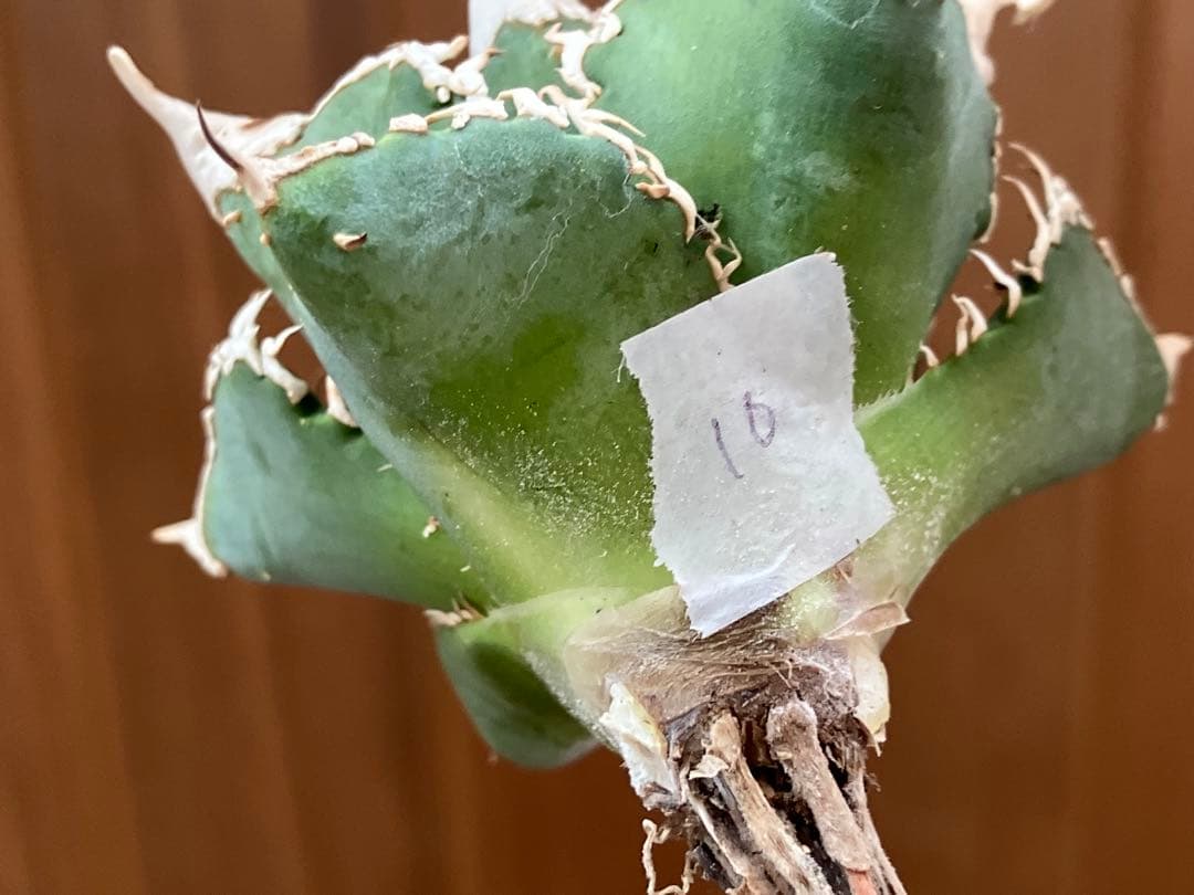 【オークション】10 超選抜　美株　太棘　アガべ　チタノタ　白豪刺　TC