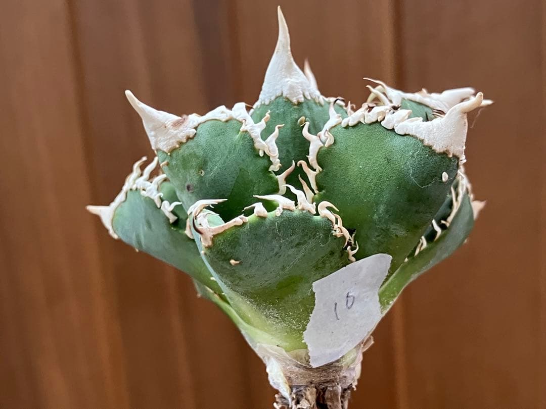 【オークション】10 超選抜　美株　太棘　アガべ　チタノタ　白豪刺　TC