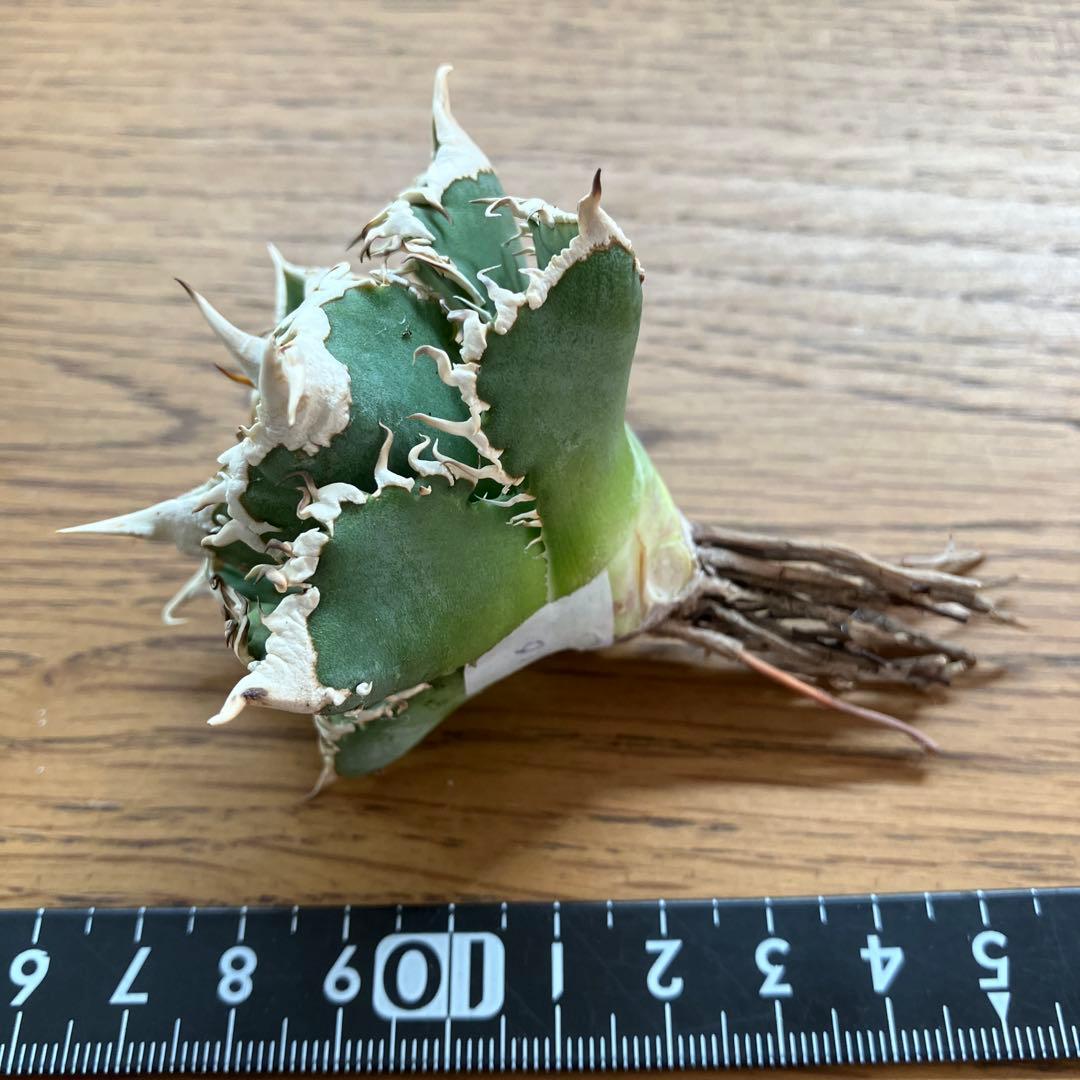 【オークション】10 超選抜　美株　太棘　アガべ　チタノタ　白豪刺　TC