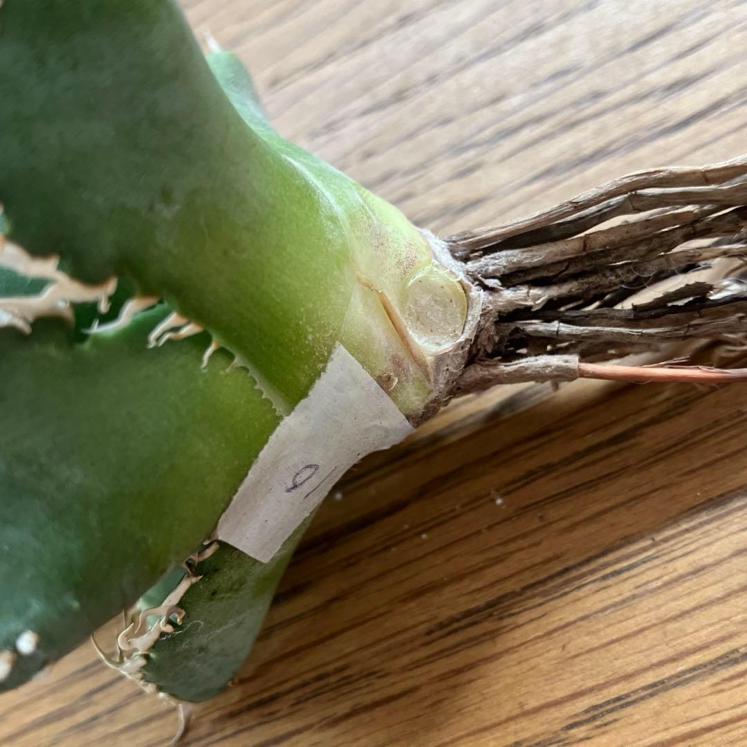 【オークション】10 超選抜　美株　太棘　アガべ　チタノタ　白豪刺　TC