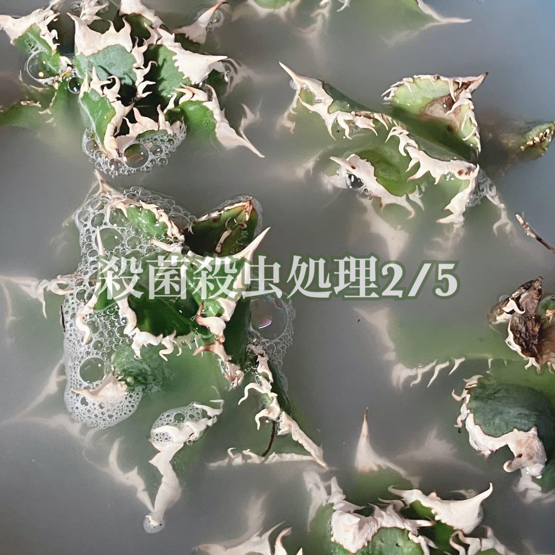 【オークション】10 超選抜　美株　太棘　アガべ　チタノタ　白豪刺　TC