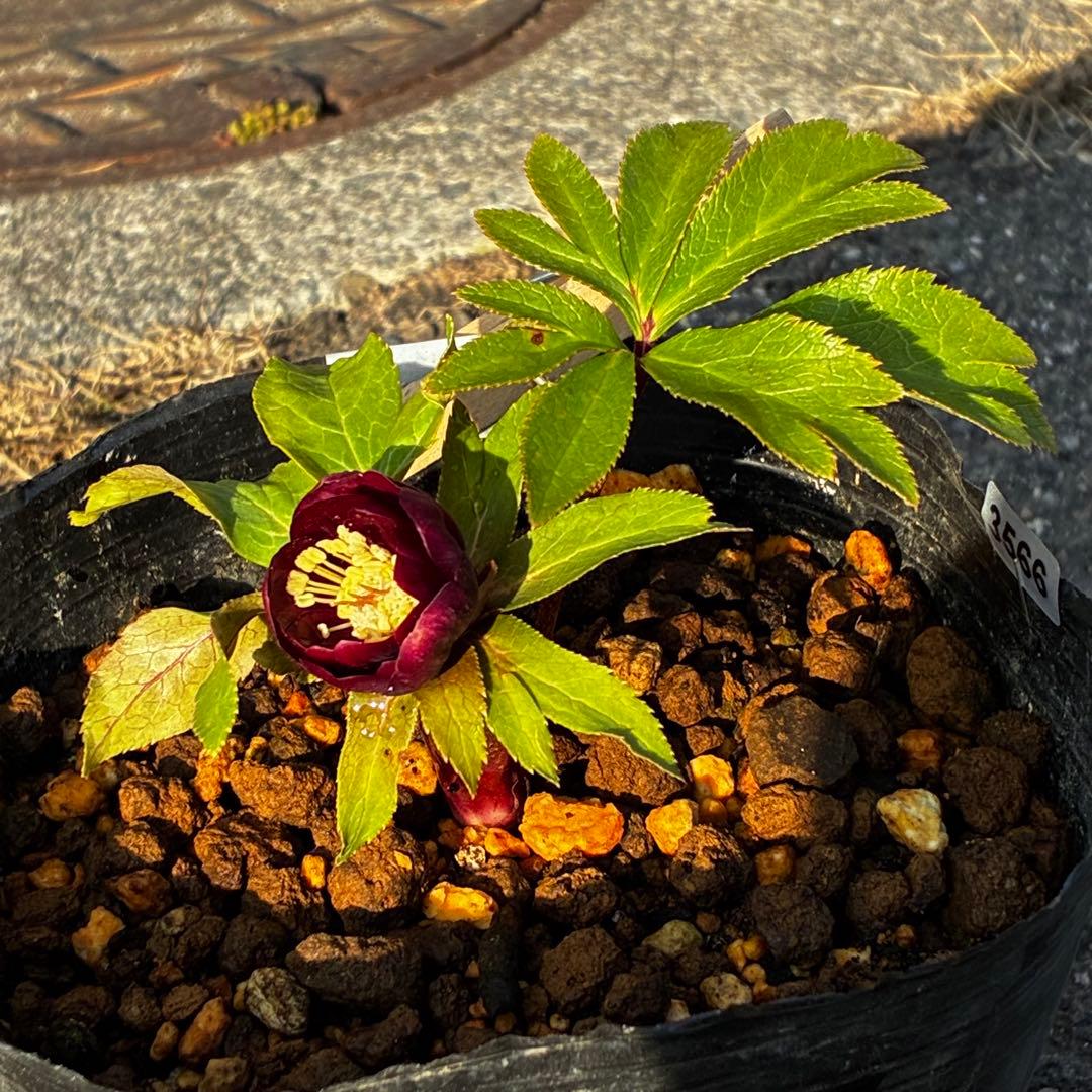 か*l様 3566☘️蕾花付き☘️⭐️コロコロ小輪⭐️紅赤オーレア⭐️コンパクト