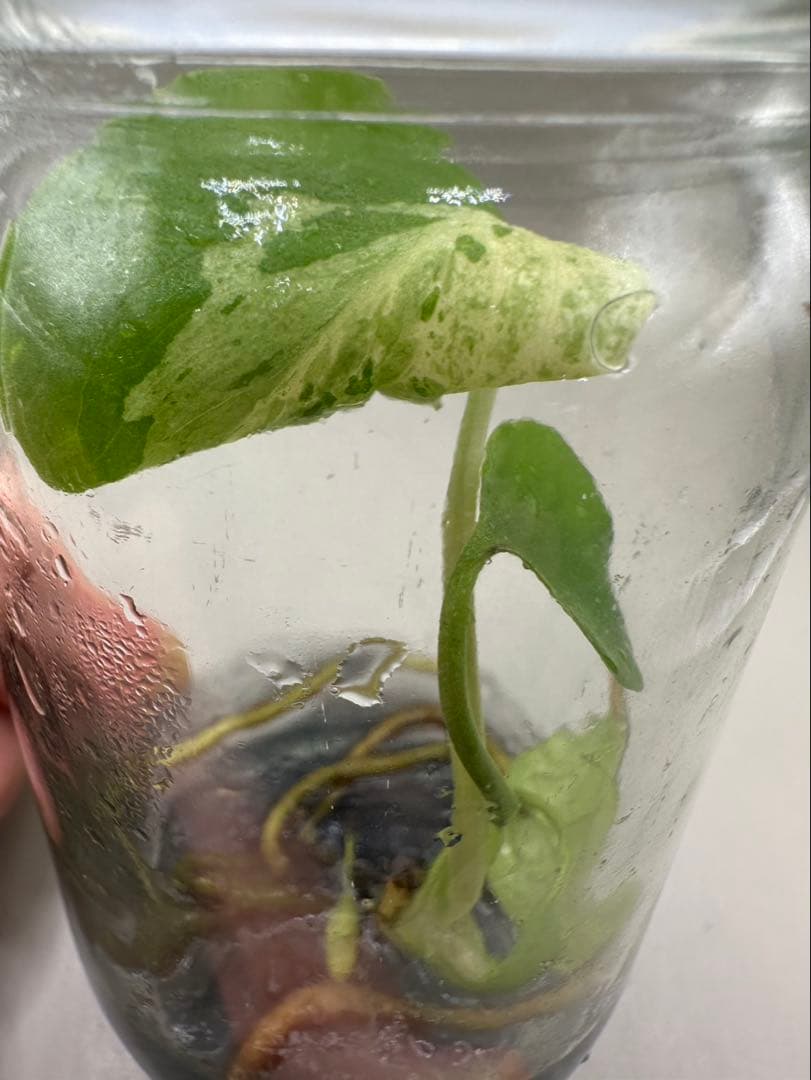 新春特価　希少株　Monstera Bulbasaurモンステラ・フシギダネ