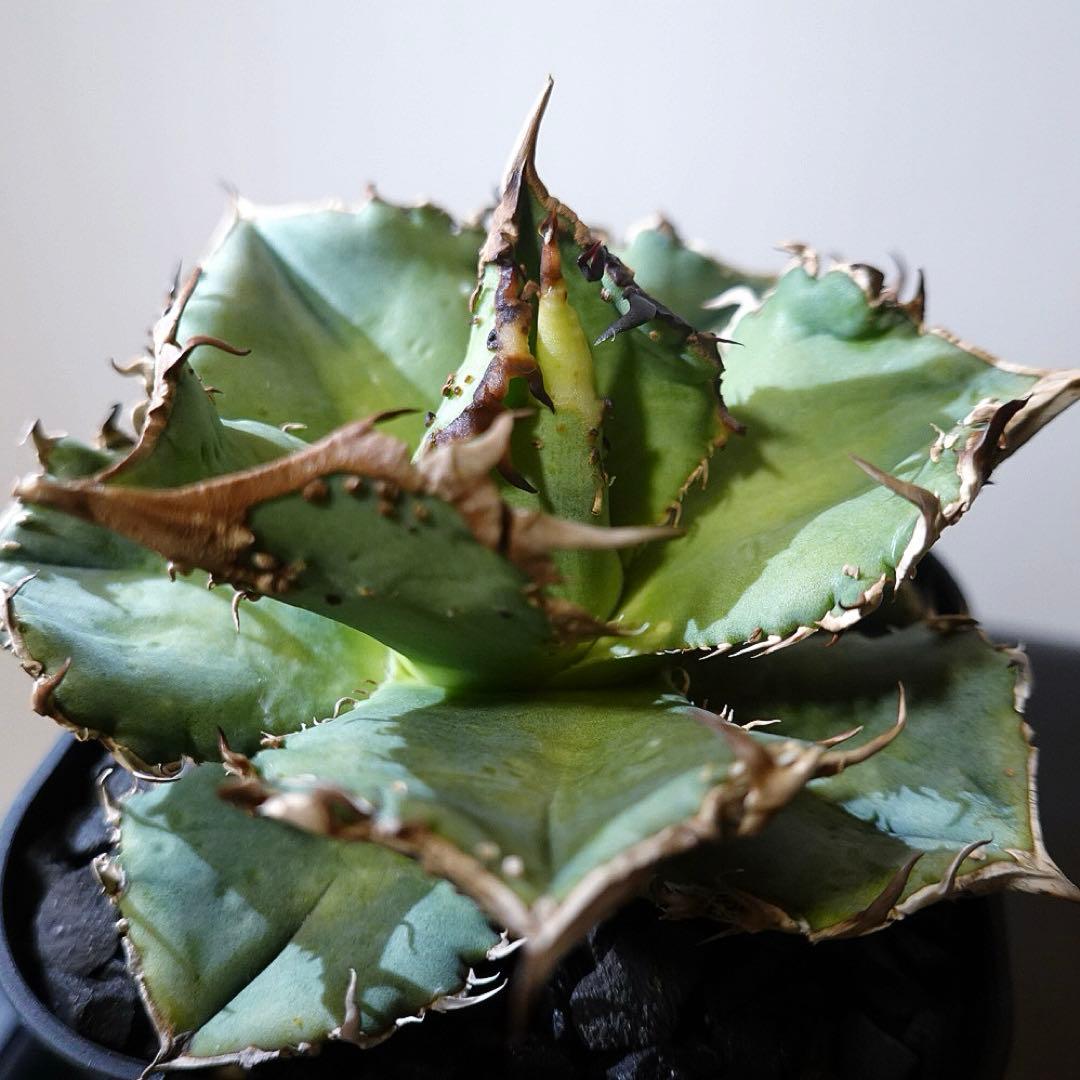 【超本命株】【現物出品】 1241アガベ チタノタ 蚩尤