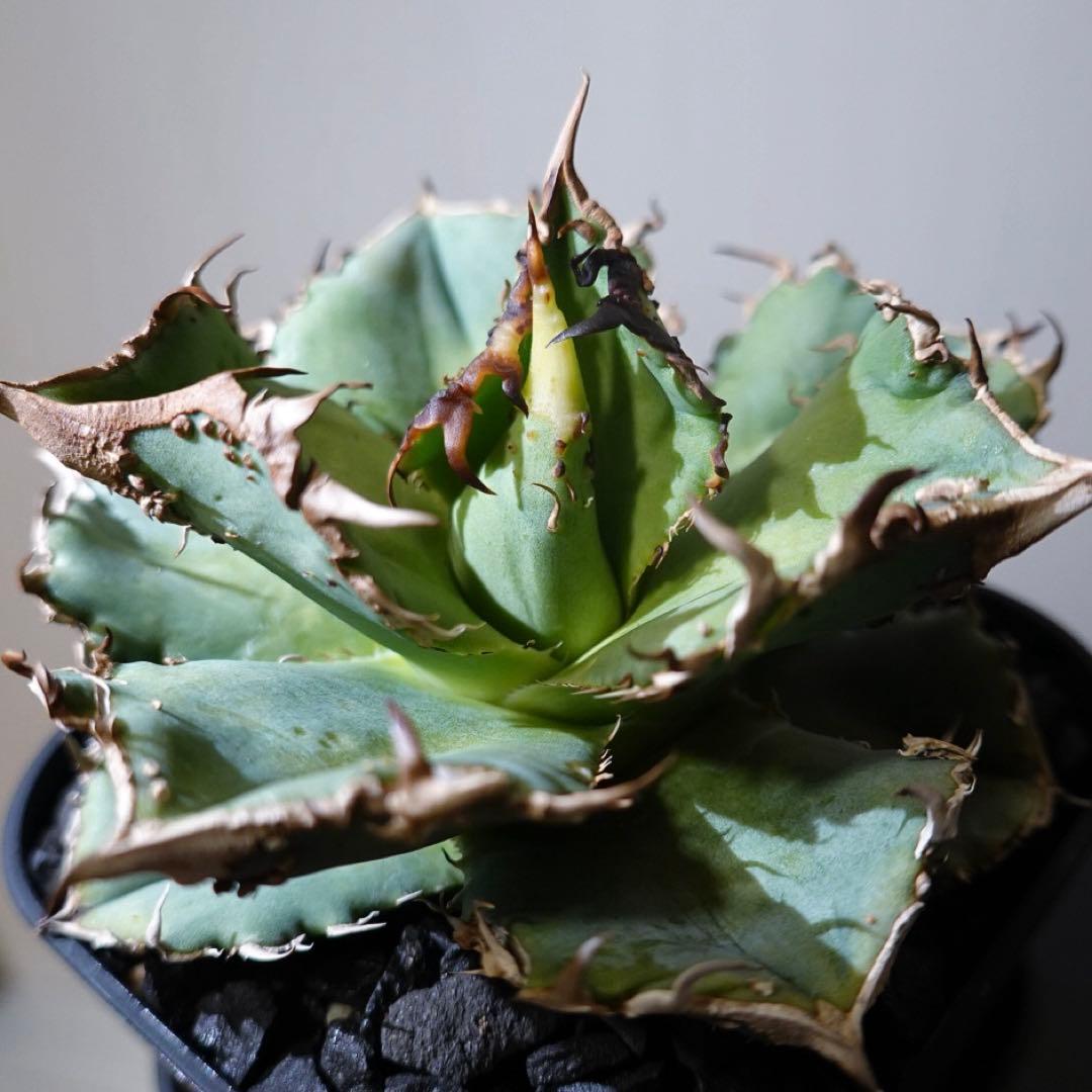 【超本命株】【現物出品】 1241アガベ チタノタ 蚩尤