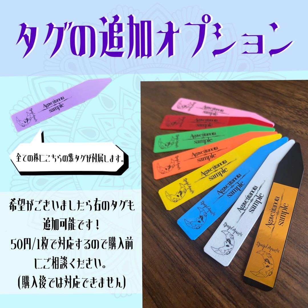 【超本命株】【現物出品】 1241アガベ チタノタ 蚩尤
