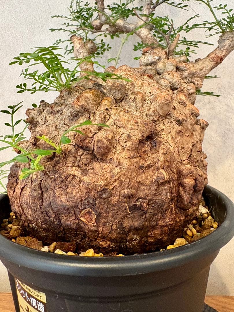 【まんまるパキプス】発根済み　オペルクリカリア　パキプス