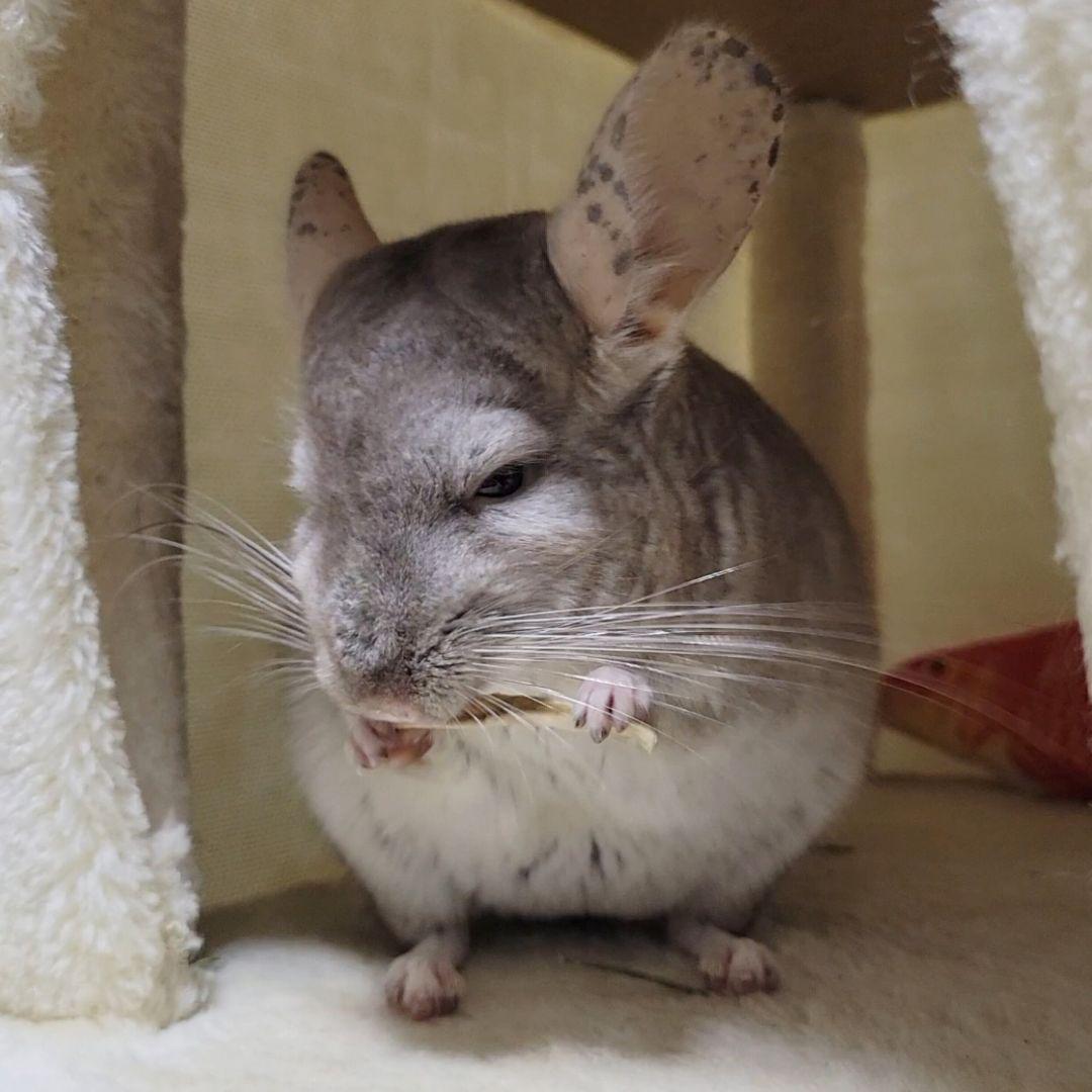 モッタンです♪【同梱お値引き済み】