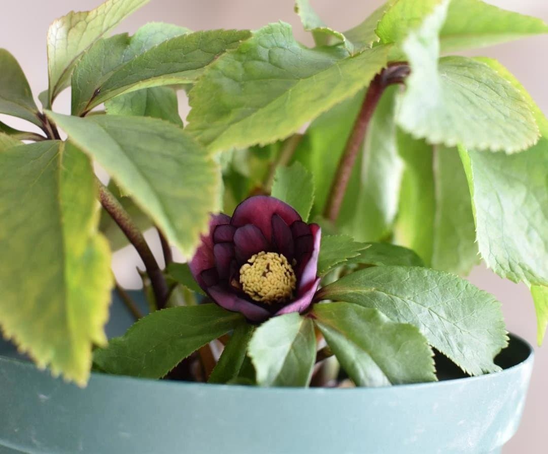 か*ん様 大木ナーサリー　ダブルダークオーレア小輪　クリスマスローズ　開花株