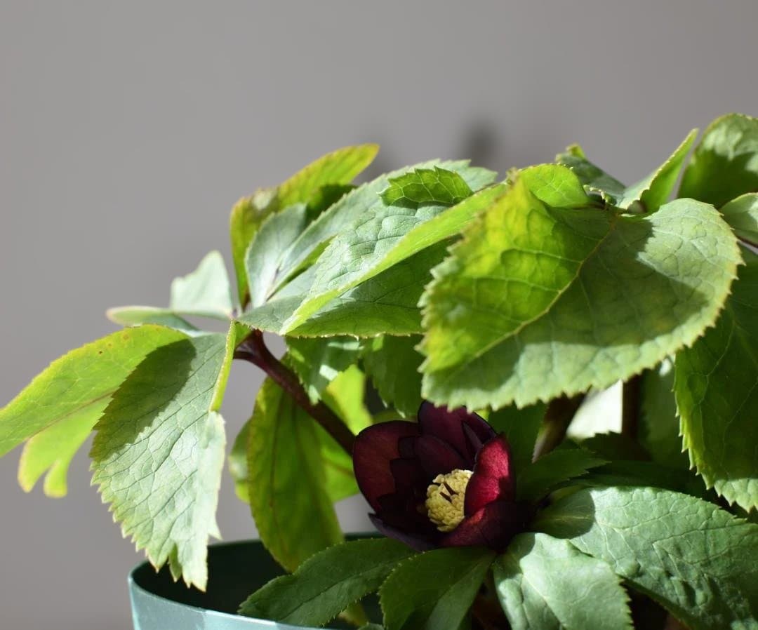 か*ん様 大木ナーサリー　ダブルダークオーレア小輪　クリスマスローズ　開花株