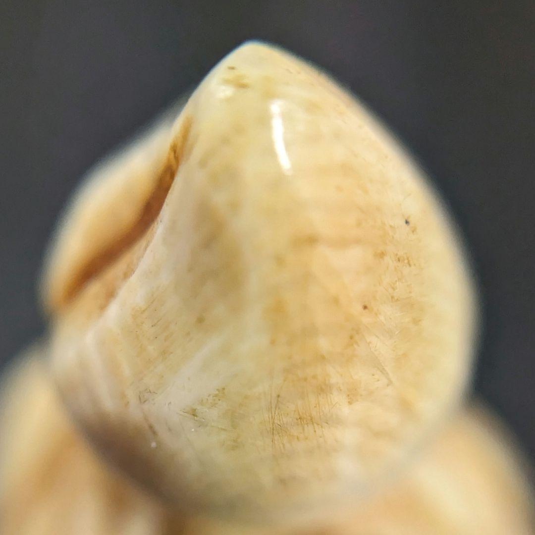 『酔猿』根付　置物　アンティーク　天然素材　彫刻 細密細工　骨董コレクション