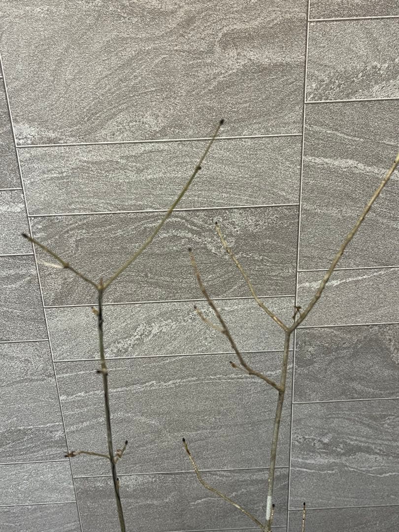 山採り天然　アオダモ　3本株立ち