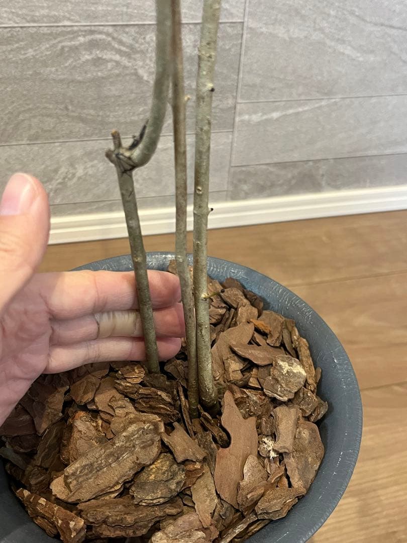 山採り天然　アオダモ　3本株立ち