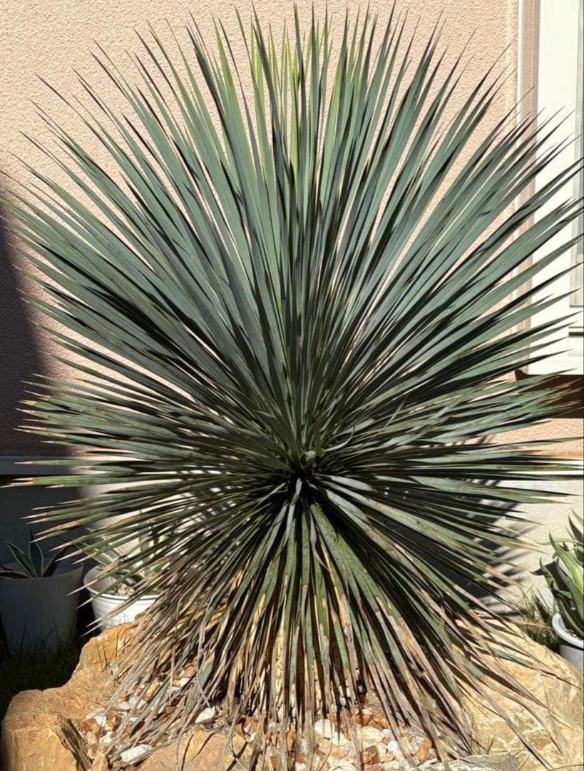 ユッカ　ロストラータ　引き取り限定