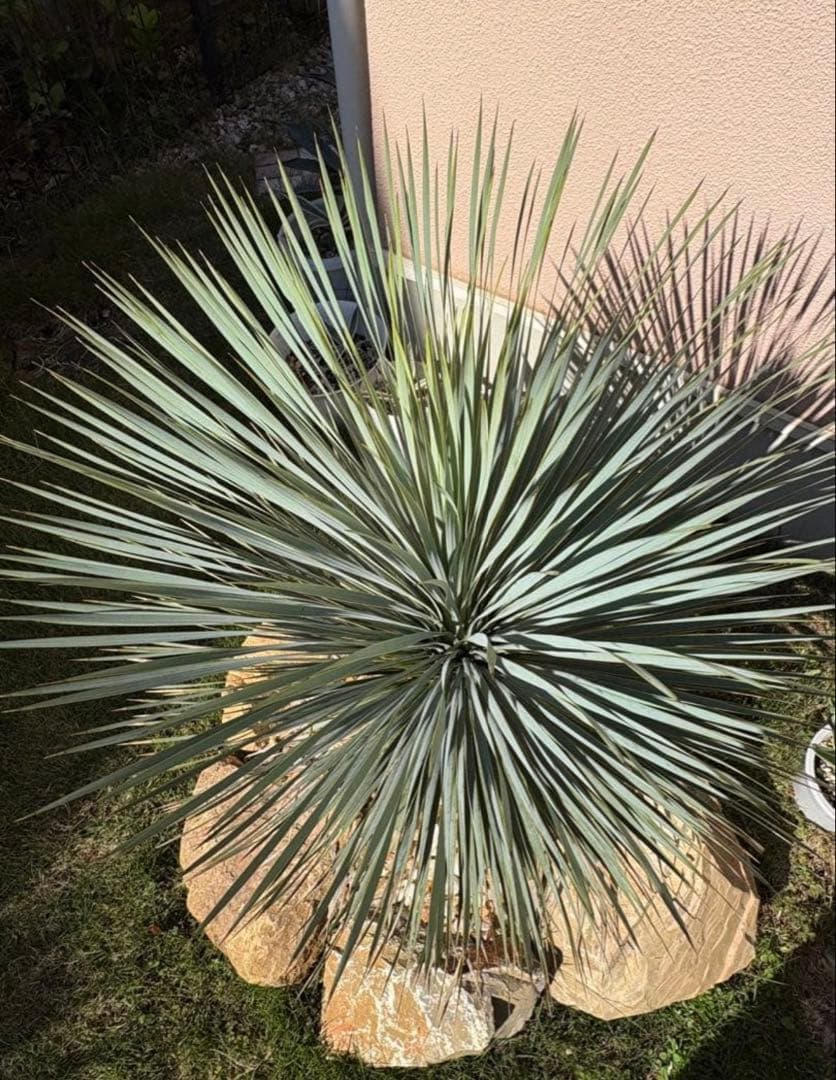 ユッカ　ロストラータ　引き取り限定