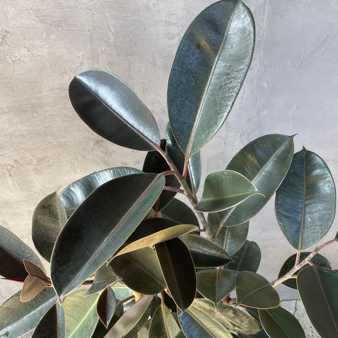 大型　フィカス　バーガンディ　アンティーク調　陶器鉢　植え込み発送