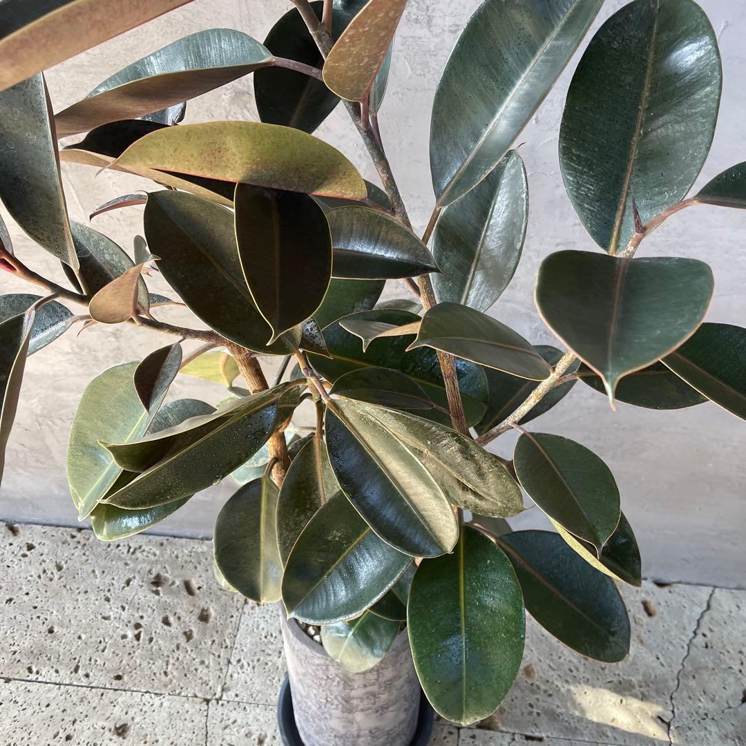 大型　フィカス　バーガンディ　アンティーク調　陶器鉢　植え込み発送