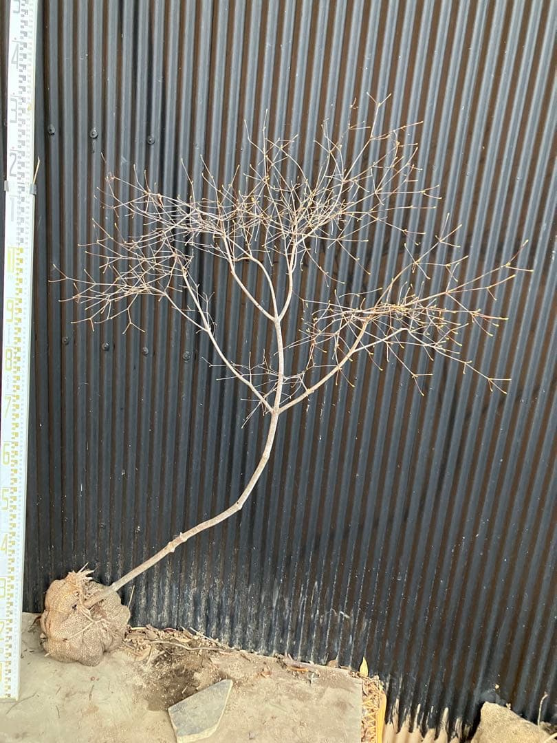 山採り　ドウダンツツジ