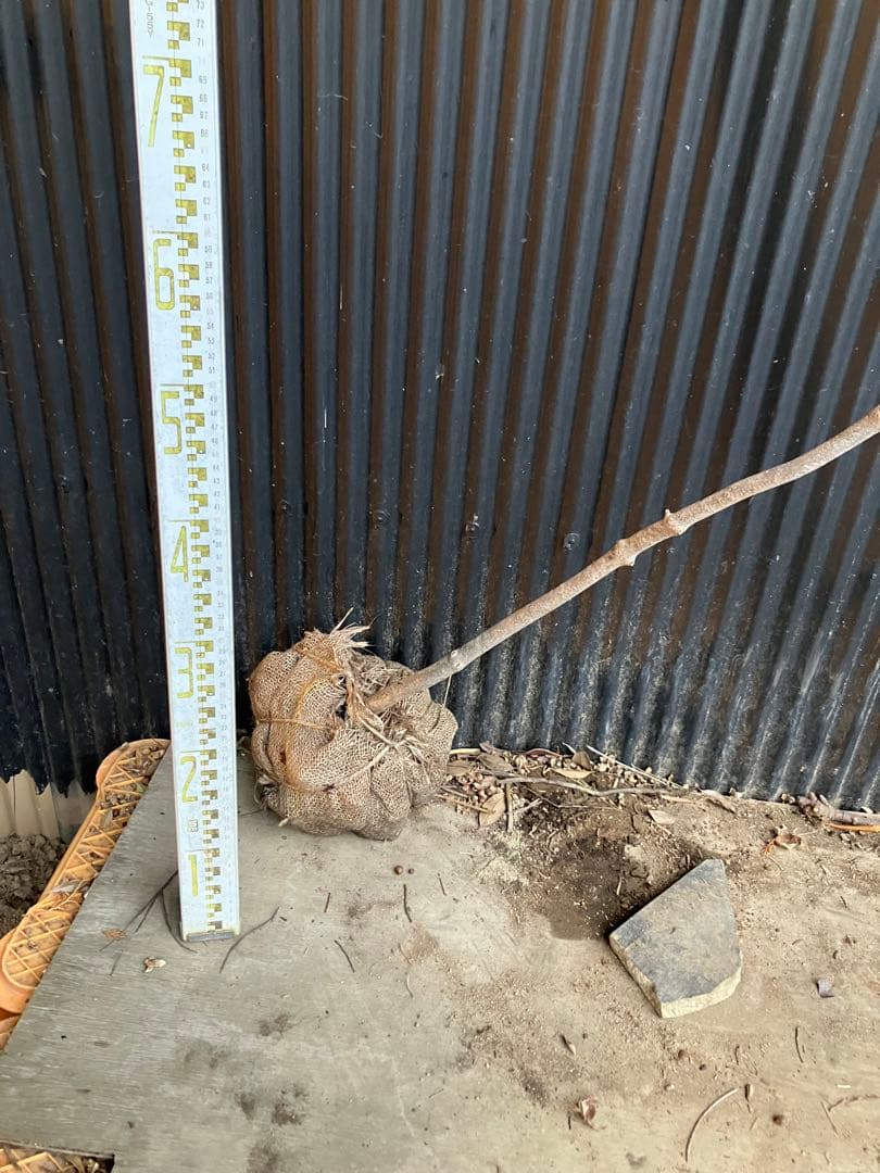 山採り　ドウダンツツジ