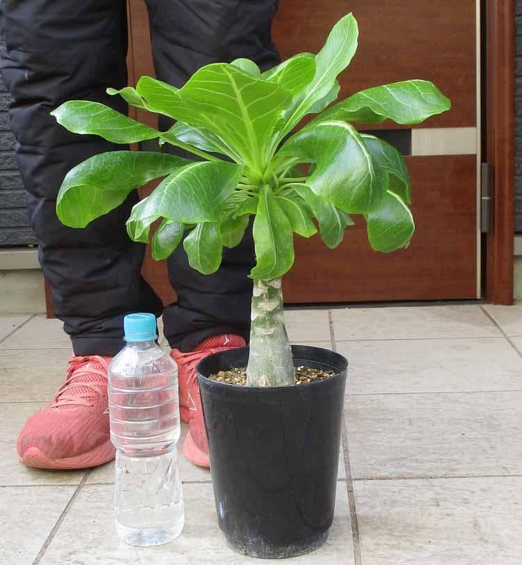 【現品】ブリガミア・インシグニス (アルラ) ハワイアンパーム　5号　D9番