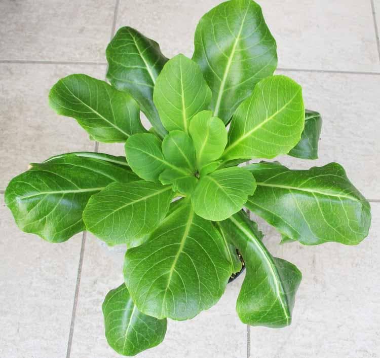 【現品】ブリガミア・インシグニス (アルラ) ハワイアンパーム　5号　D9番