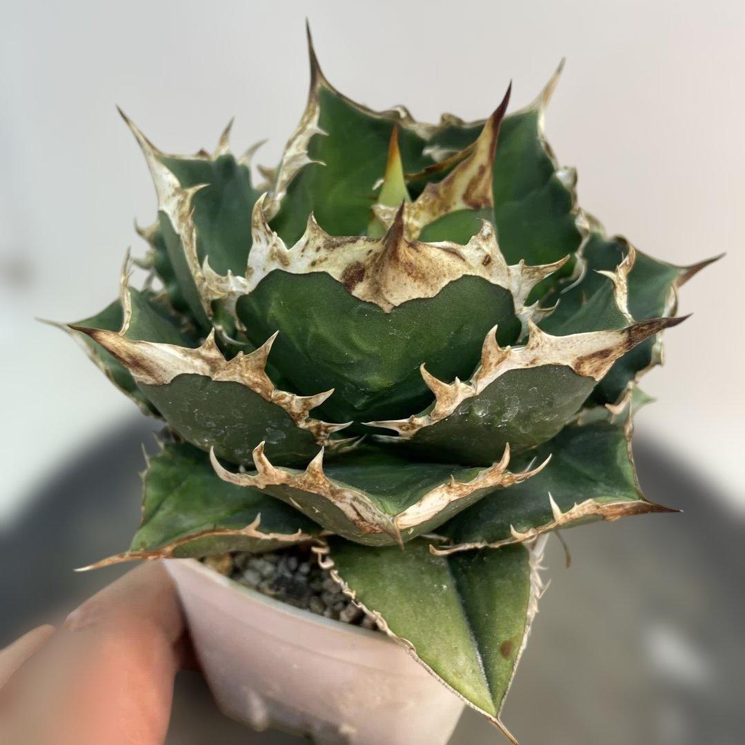 アガベ　オアハカ　オテロイ　子株出品　 big spine