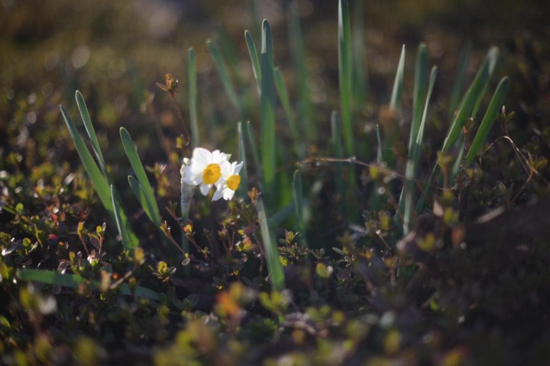 露出計OK ミノルタ SR-T SUPER + 58mm F1.2 難あり作例付