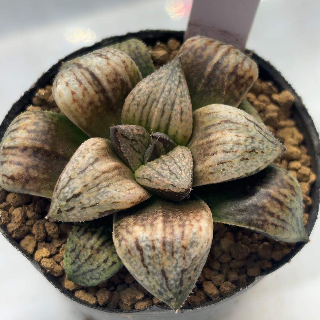 紅孔雀F2 ex.白鳥部屋