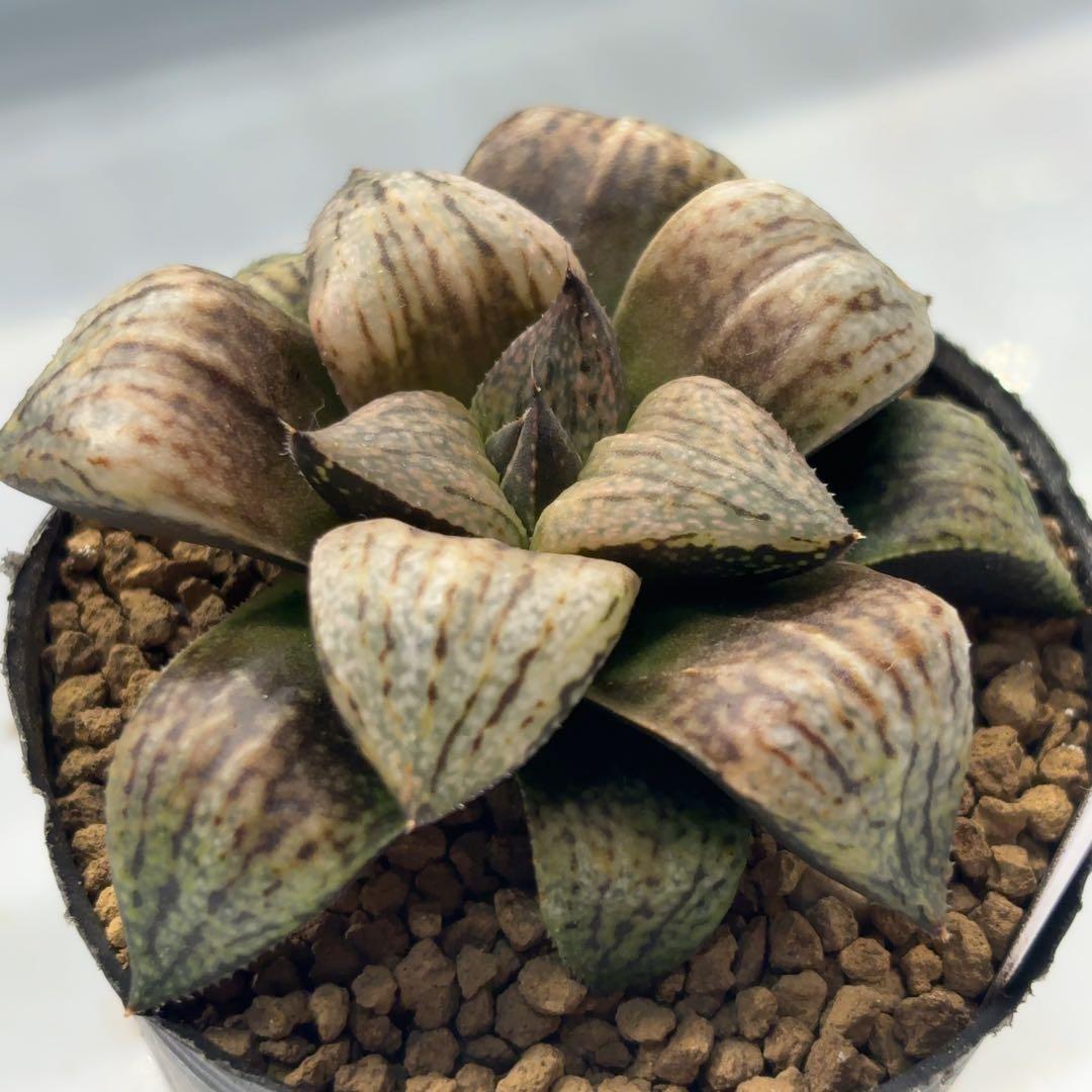 紅孔雀F2 ex.白鳥部屋