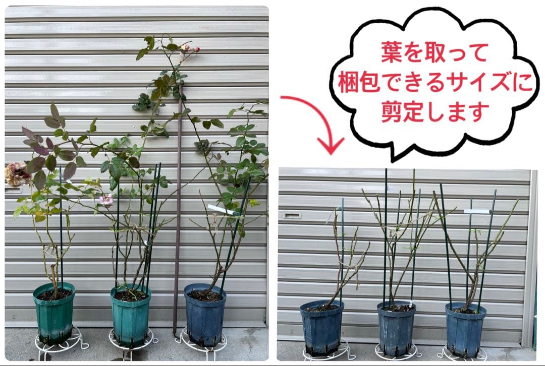 ❁ひろココ♡❁